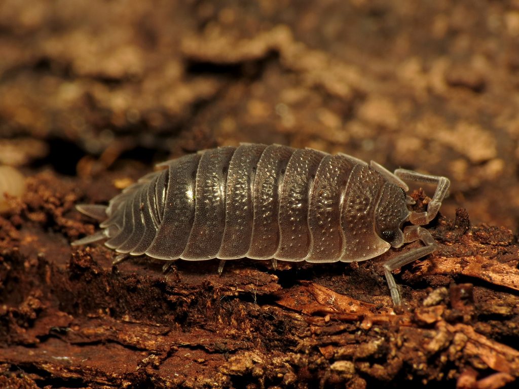 Common Rough Woodlouse (many morphs) (Porcellio scaber), photographed in the wild