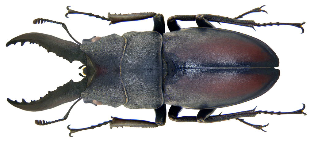 Japanese saw stag beetle (Prosopocoilus inclinatus), photographed in the wild