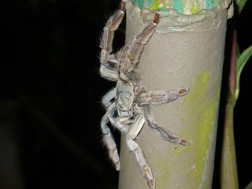 Trinidad Chevron (Psalmopoeus cambridgei), photographed in the wild