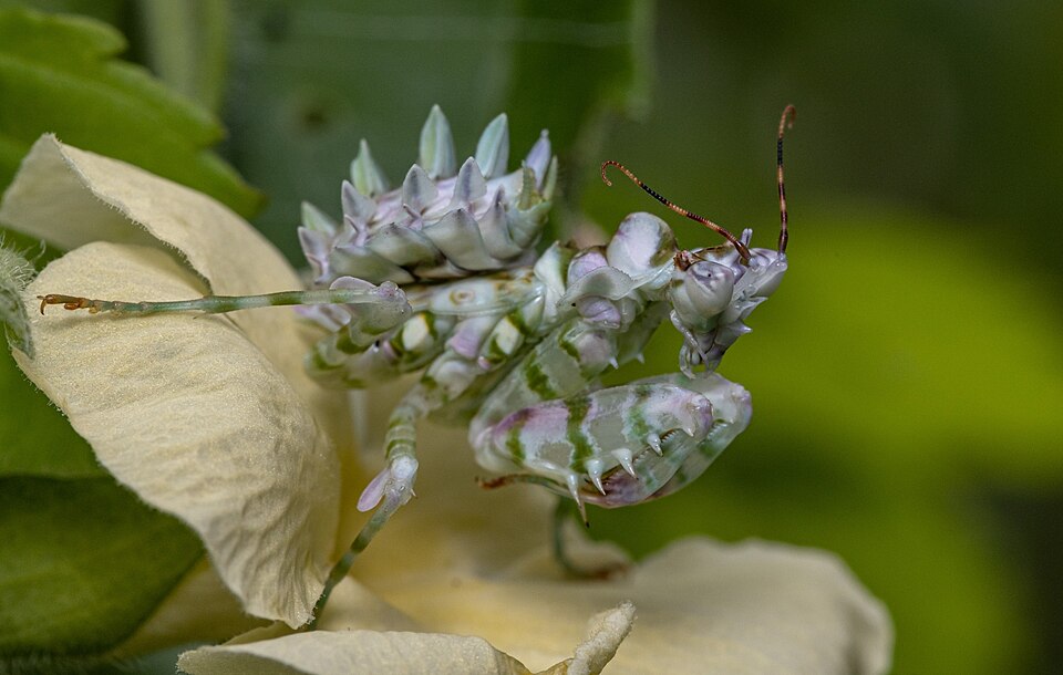 Spiny Flower Mantis (Pseudocreobotra wahlbergii), identified on iNaturalist as Pseudocreobotra wahlbergi, photographed in the wild