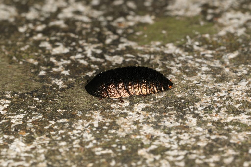 Emerald cockroach (Pseudoglomeris magnifica), photographed in the wild