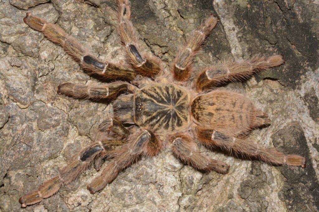 Orange Baboon Tarantula (OBT / 'Orange Bitey Thing') (Pterinochilus murinus), photographed in the wild