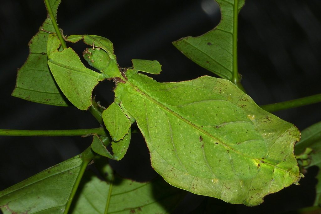 Giant Leaf Insect (Pulchriphyllium giganteum), photographed in the wild