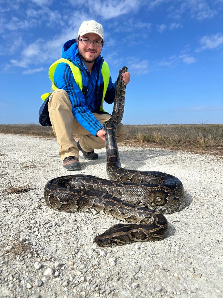 Burmese Python (Python bivittatus), photographed in the wild
