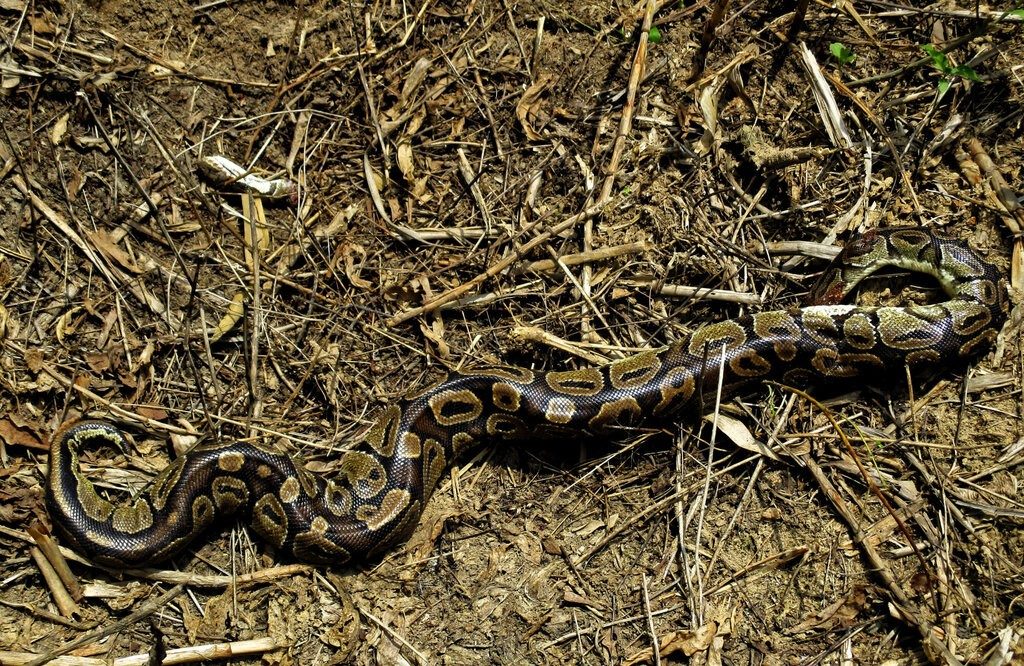 Ball Python (Python regius), photograph