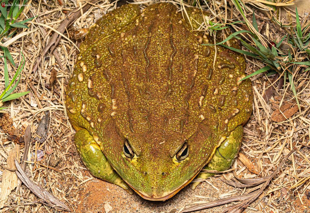 African Bullfrog / Pixie Frog (Pyxicephalus adspersus), photographed in the wild