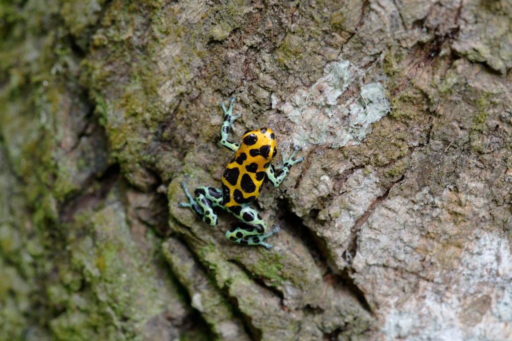 Mimic Poison Frog (Ranitomeya imitator), photograph