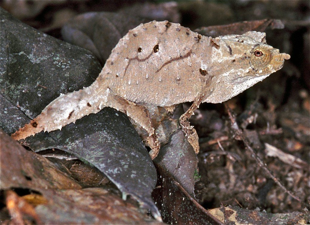 Pygmy Chameleon (Rhampholeon spectrum), photographed in the wild