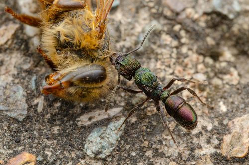 Green-head Ant (Rhytidoponera metallica), photograph