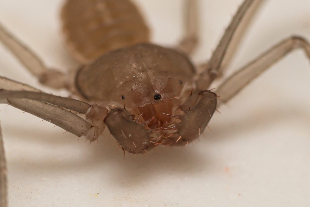 Sarax spp., photographed in the wild