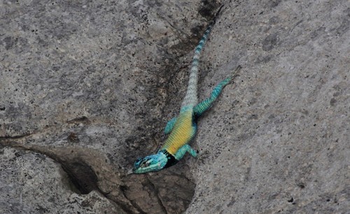 Minor lizard (Sceloporus minor), photographed in the wild
