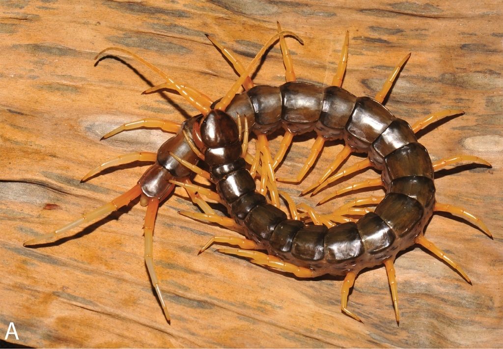 Aquatic / Waterfall Centipede (Scolopendra cataracta), photographed in the wild