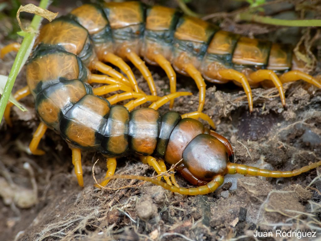 Mediterranean Banded Centipede (Scolopendra cingulata), photographed in the wild