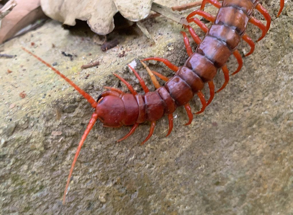 Thai/Vietnamese Giant Centipede (Yellow-leg / Cherry) (Scolopendra dehaani), photographed in the wild
