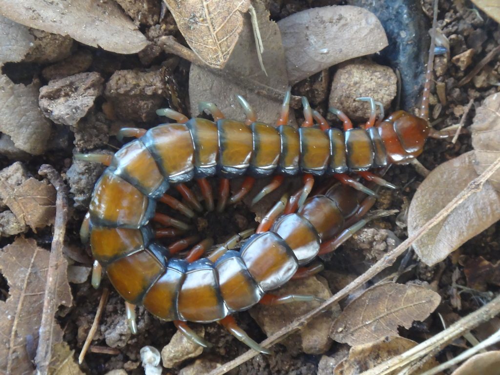 Vietnamese / Asian Giant Centipede (Scolopendra subspinipes), photographed in the wild