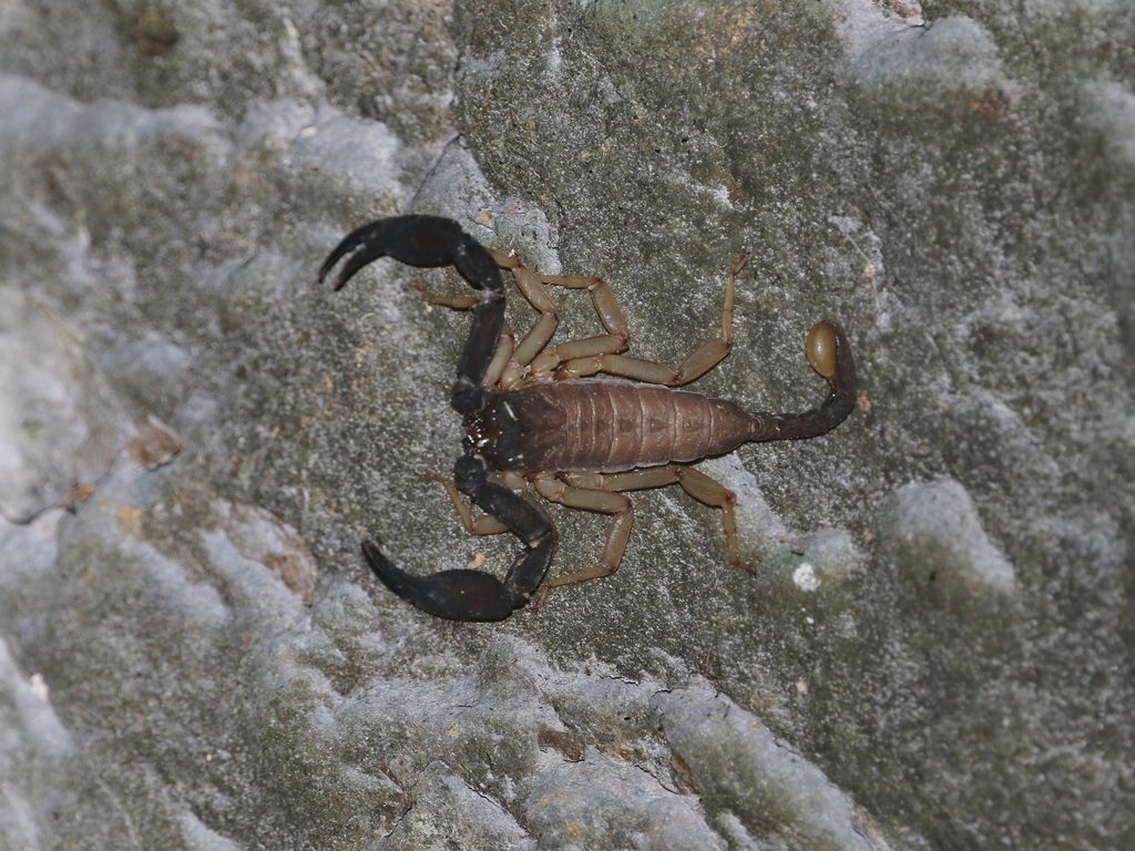 Scorpiops spp., photographed in the wild