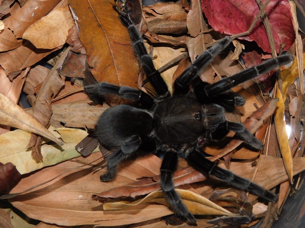 Javan Earth Tiger (Selenocosmia javanensis), photographed in the wild