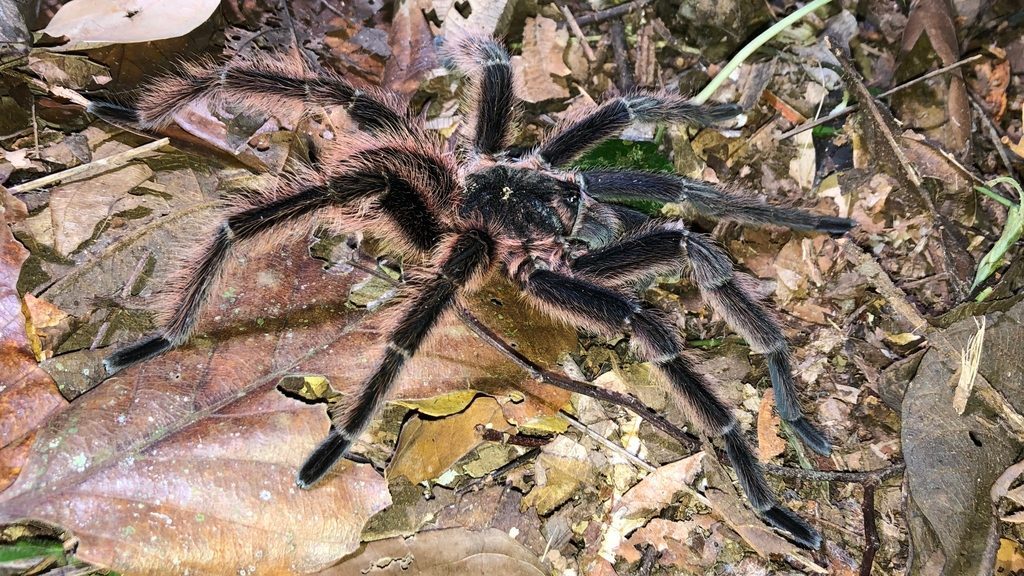 Sericopelma sp. (Panama), photographed in the wild