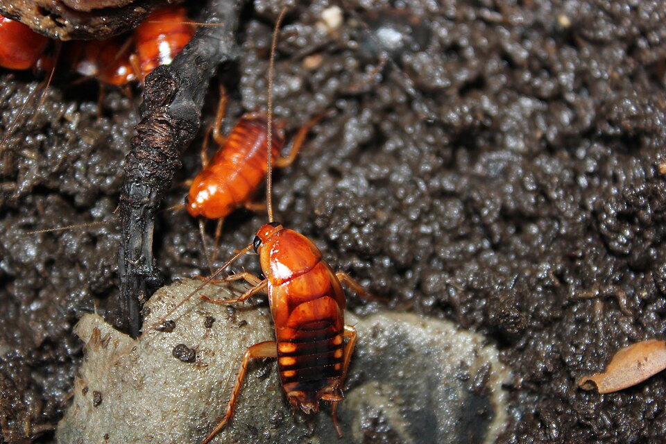 Red runner / Turkestan roach (feeder) (Shelfordella lateralis), identified on iNaturalist as Periplaneta lateralis, photographed in the wild