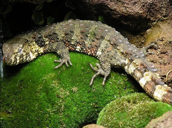 Chinese Crocodile Lizard (Shinisaurus crocodilurus), photograph