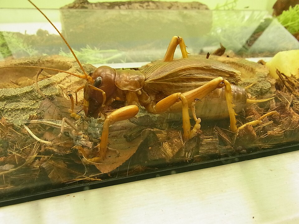 Sia ferox Giant Cricket (Sia ferox), photograph