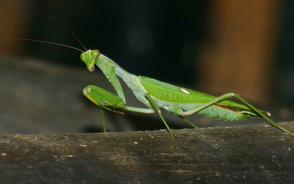 Common Green / Bark Mantis (Sphodromantis gastrica), photographed in the wild