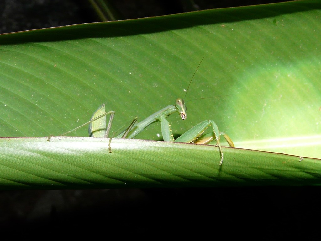 African Lined Mantis (Sphodromantis lineola), photographed in the wild
