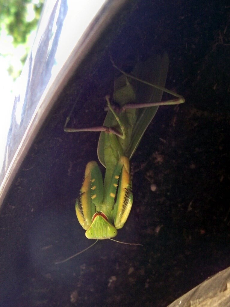 Giant African Mantis (Sphodromantis viridis), photographed in the wild