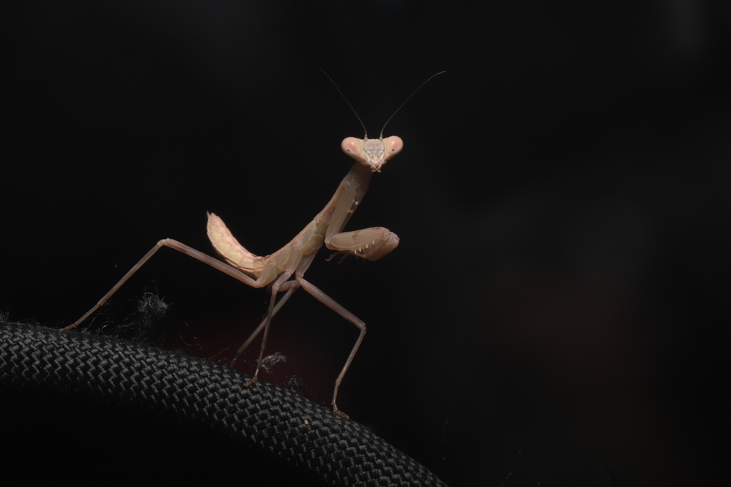 Asian Jumping / Twig Mantis (Statilia maculata), photographed in the wild