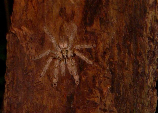 Featherleg Baboon (Ornamental Baboon) (Stromatopelma calceatum), photographed in the wild