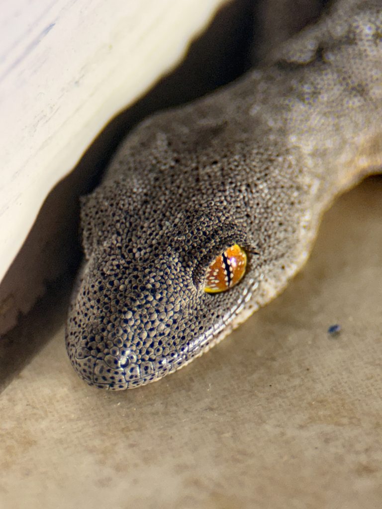 Soft Spiny-tailed Gecko (Strophurus spinigerus), photograph