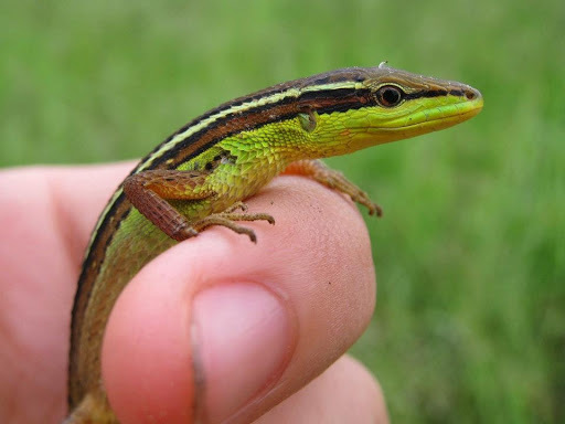 Long-tailed Grass Lizard (Takydromus sexlineatus), photographed in the wild