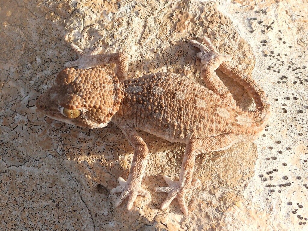 Helmethead (Tarentola chazaliae), photographed in the wild