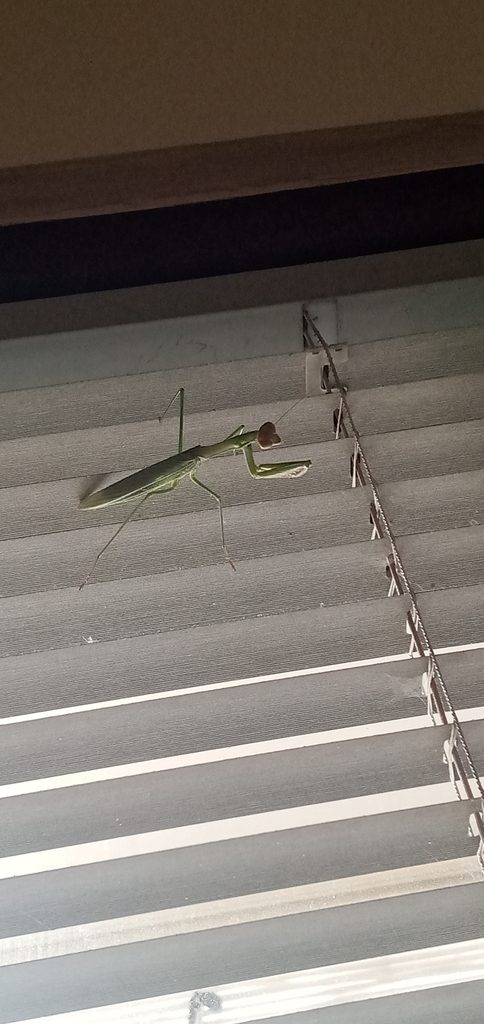 Asian / Japanese Giant Mantis (Tenodera aridifolia), photographed in the wild