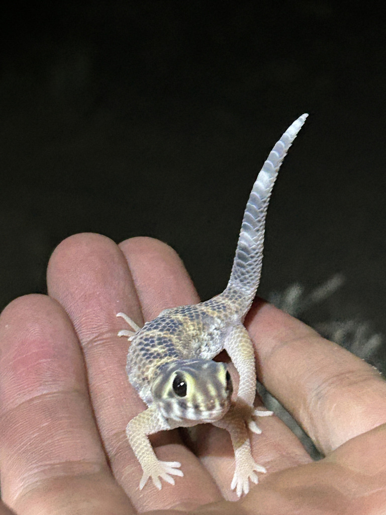 Frog-eyed Gecko (Teratoscincus scincus), photographed in the wild