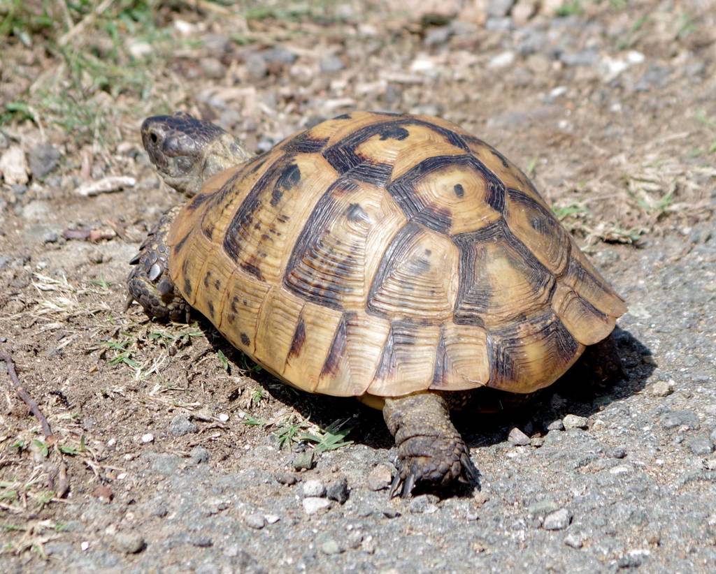 Greek Tortoise (Testudo graeca), photographed in the wild