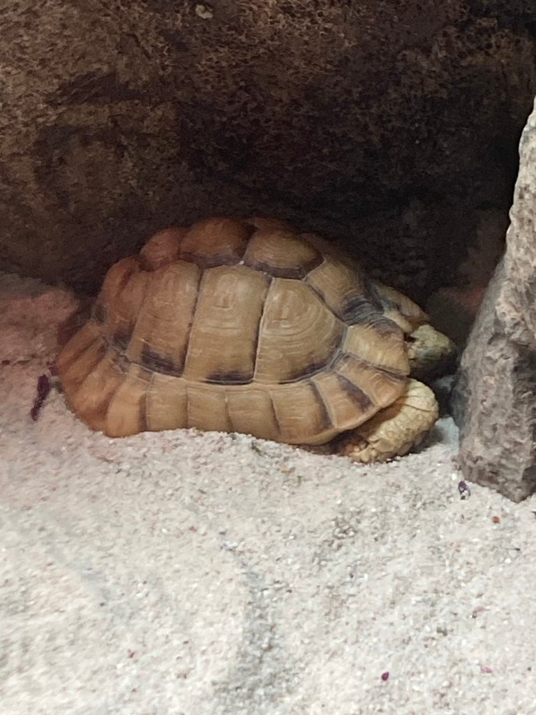 Egyptian Tortoise (Testudo kleinmanni), photograph