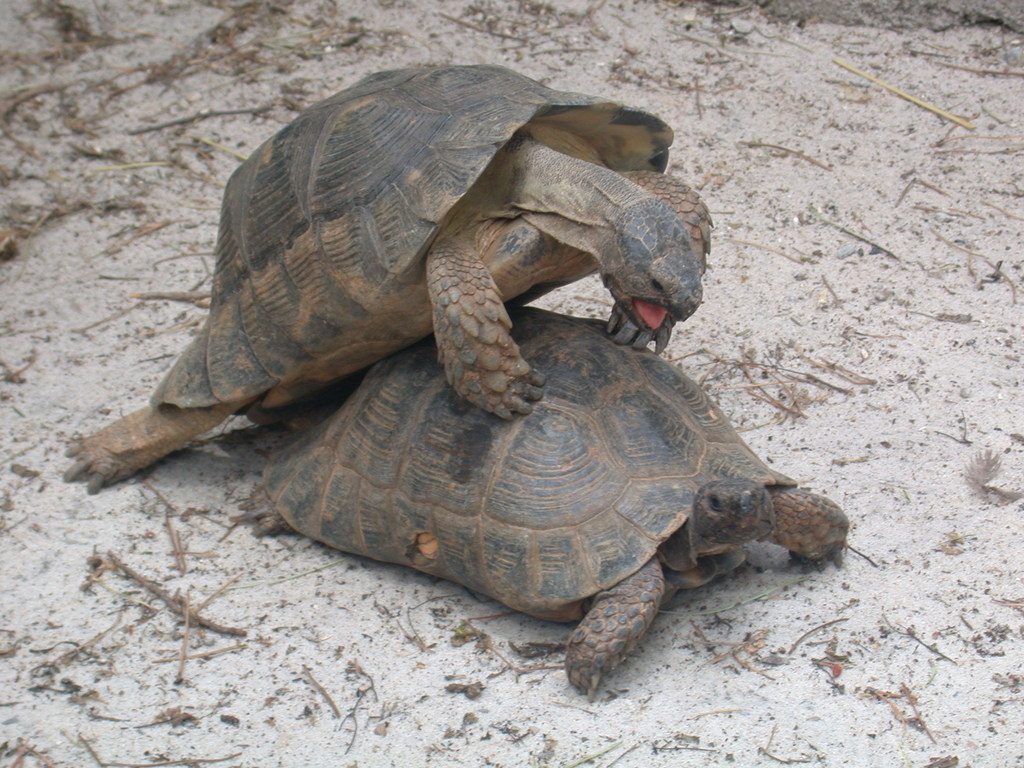 marginated (Testudo marginata), photographed in the wild