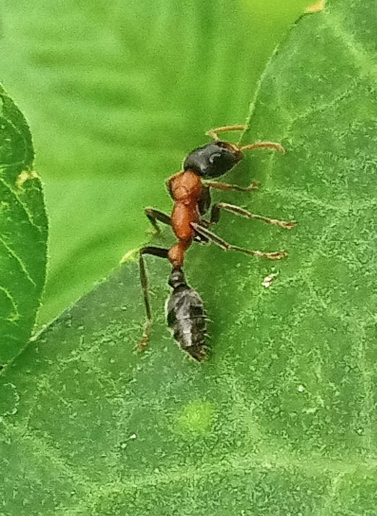 Bicoloured arboreal ant ( maeng tanoi ) (Tetraponera rufonigra), photographed in the wild