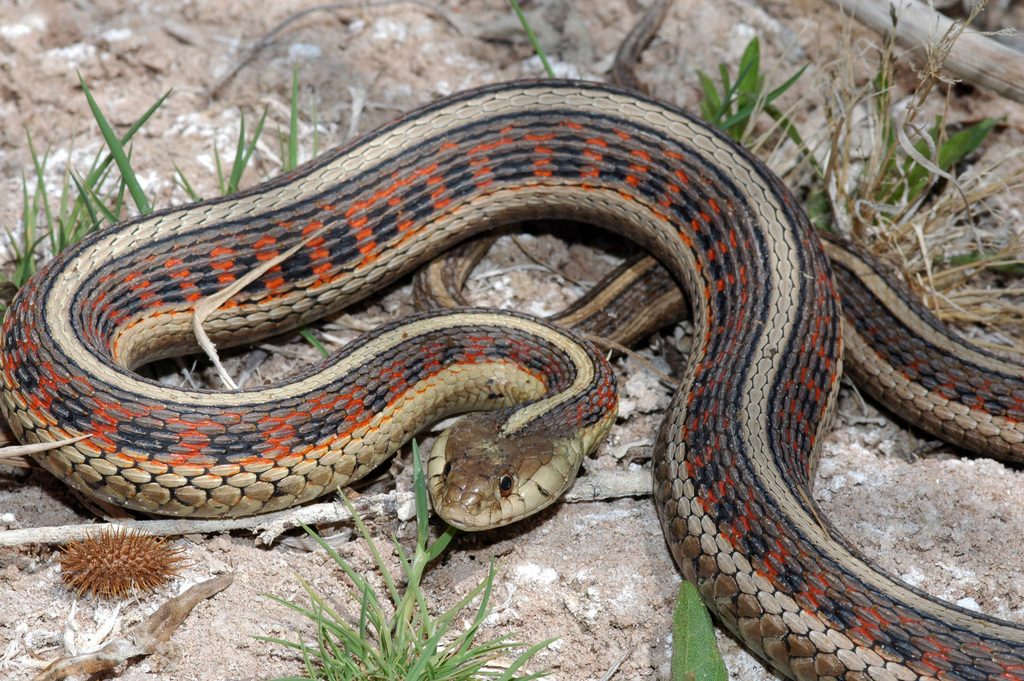 Common garter snake (Thamnophis sirtalis), photographed in the wild