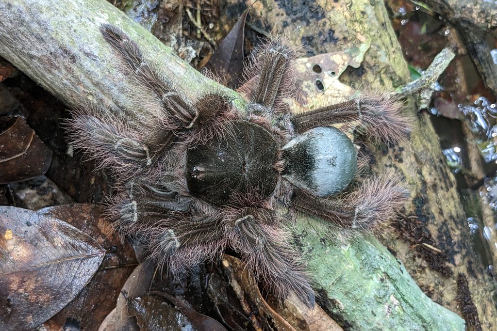 Goliath Birdeater (Theraphosa blondi), photographed in the wild