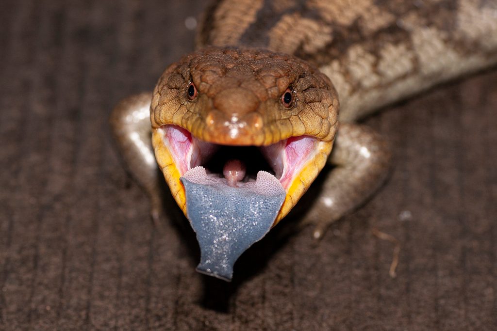 Blotched Blue-tongued Skink (Tiliqua nigrolutea), photographed in the wild