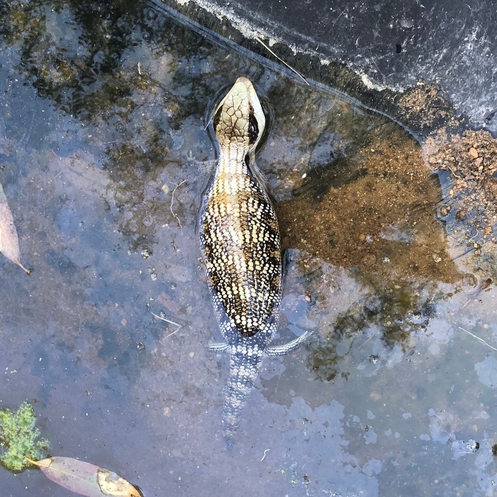 Eastern Blue-tongued Skink (Tiliqua scincoides scincoides), photograph