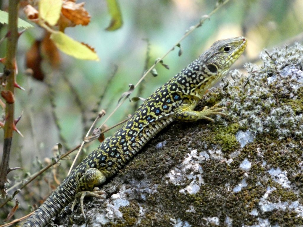 Jewelled (Timon lepidus), photograph