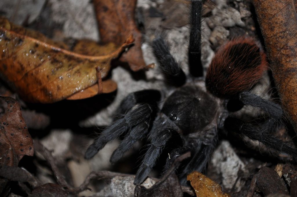 Epicurean Red Rump (Tliltocatl epicureanus), photographed in the wild