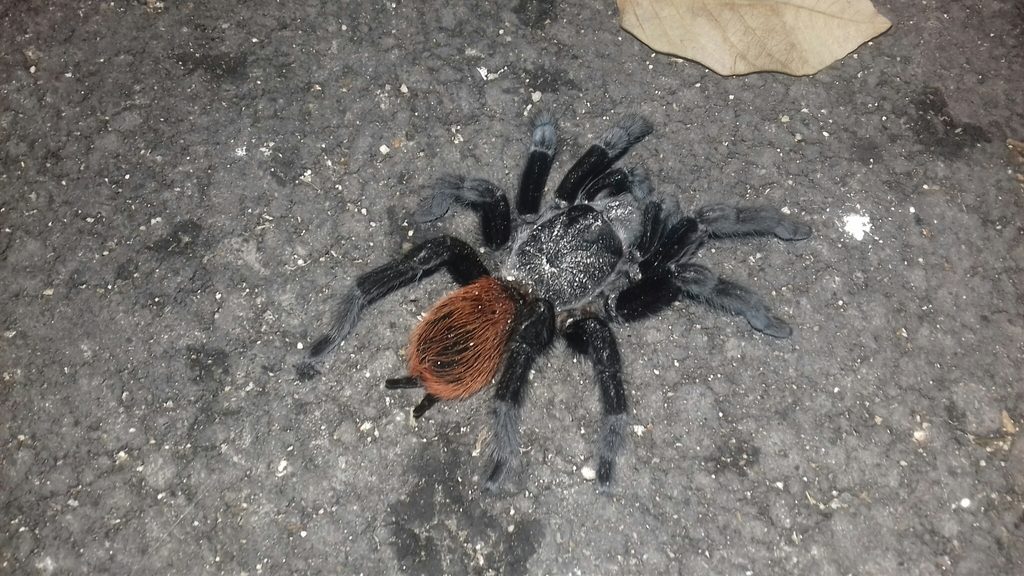 Mexican Red Rump (Tliltocatl vagans), photographed in the wild