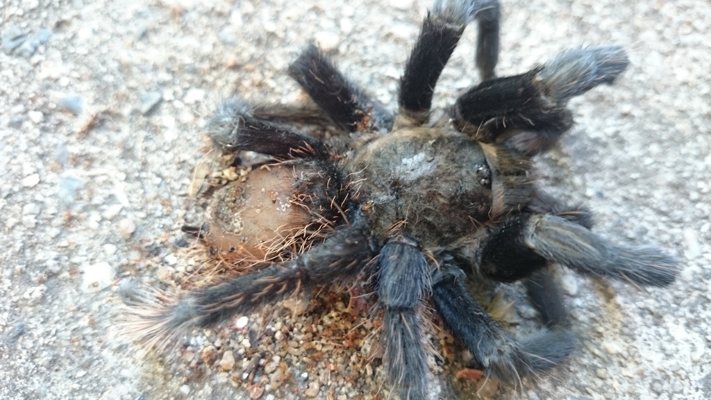 Tliltocatl verdezi, photographed in the wild