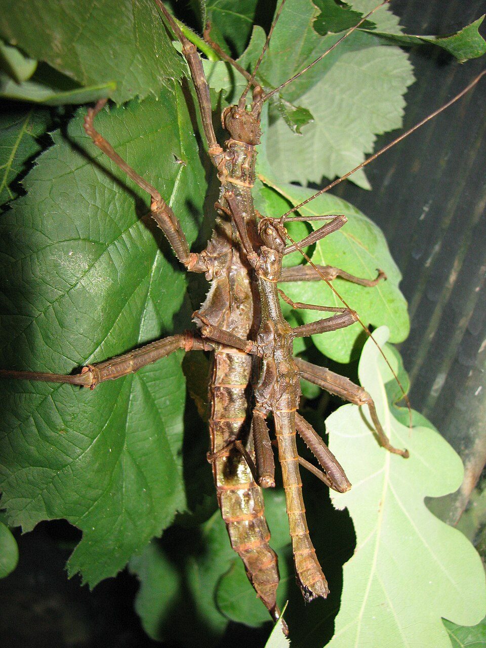 Philippine Thorny Stick Insect (Trachyaretaon carmelae), photograph