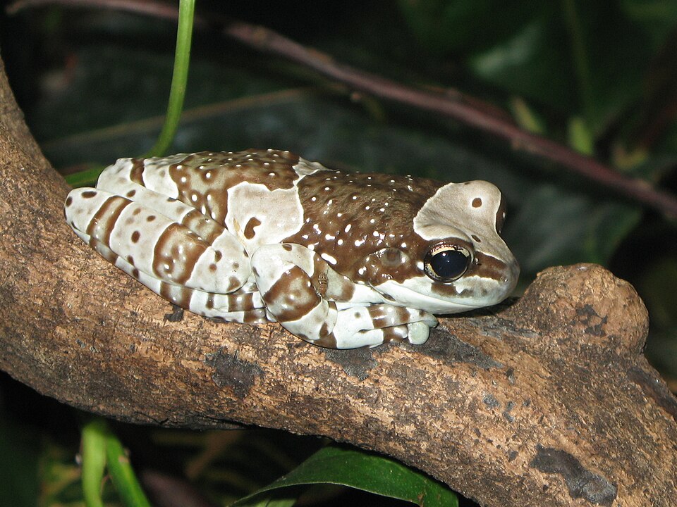 Amazon Milk Frog (Trachycephalus resinifictrix), photograph