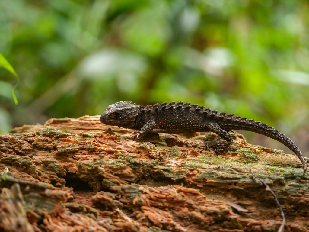 Red-eyed crocodile skink (Tribolonotus gracilis), photographed in the wild